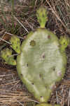 Common pricklypear